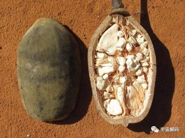 可存活5000年的猴面包树，能吃能喝又能住，引进中国却大变样