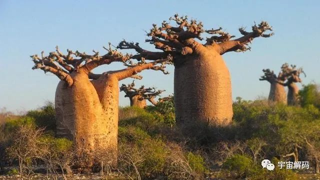 可存活5000年的猴面包树，能吃能喝又能住，引进中国却大变样