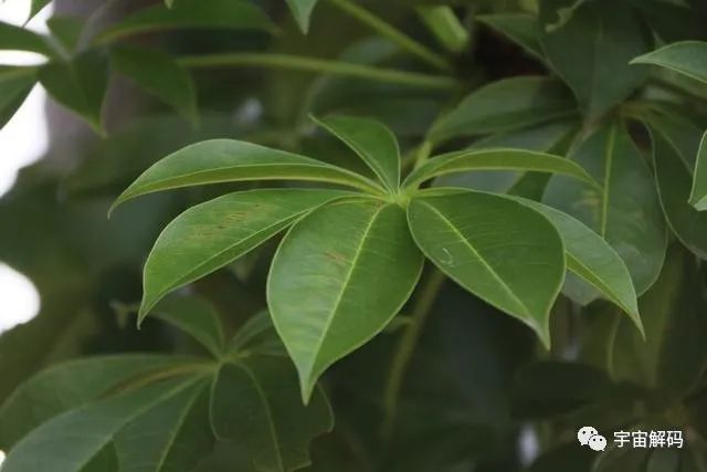 可存活5000年的猴面包树，能吃能喝又能住，引进中国却大变样