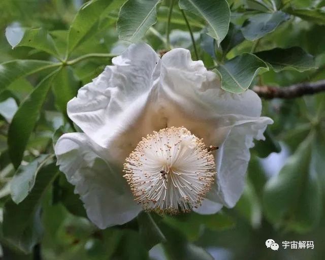 可存活5000年的猴面包树，能吃能喝又能住，引进中国却大变样