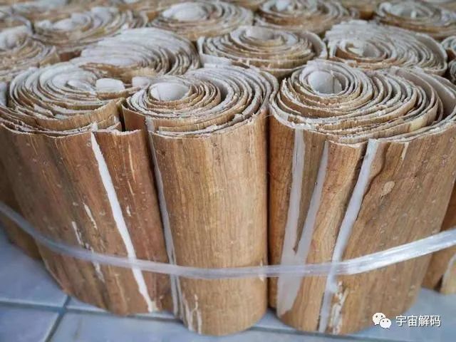 可存活5000年的猴面包树，能吃能喝又能住，引进中国却大变样