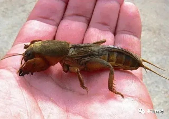 蝼蛄大揭秘！这种神秘的昆虫太让人惊叹了！