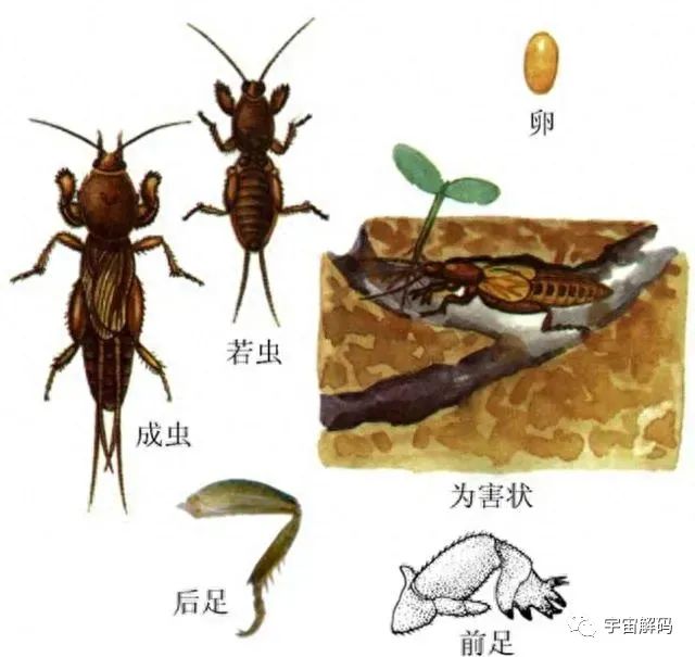 蝼蛄大揭秘！这种神秘的昆虫太让人惊叹了！