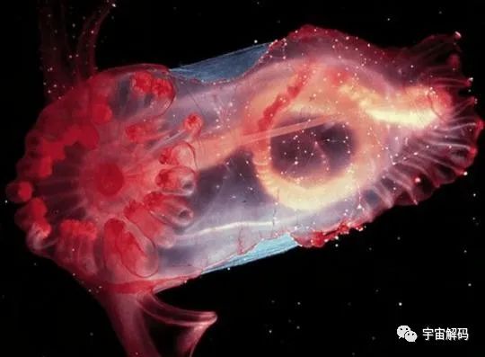 4种神奇的水中生物，有的比恐龙还要古老