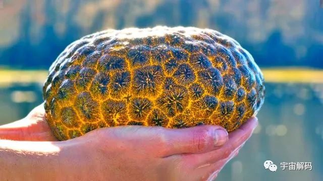 4种神奇的水中生物，有的比恐龙还要古老