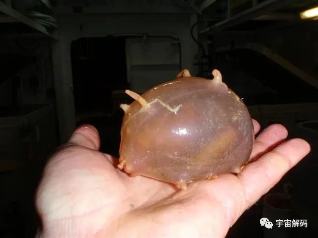 4种神奇的水中生物，有的比恐龙还要古老