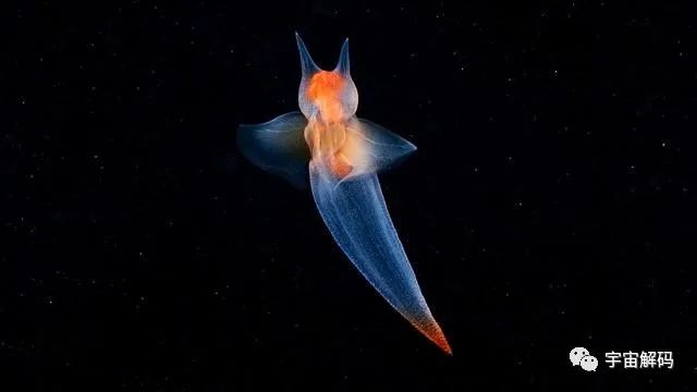 4种神奇的水中生物，有的比恐龙还要古老