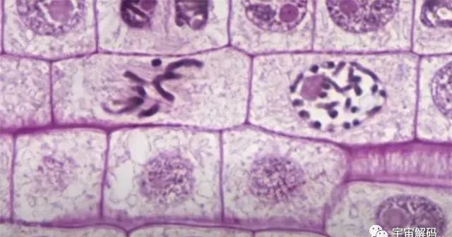 细胞、细胞核、DNA、染色体傻傻分不清？一张图搞明白