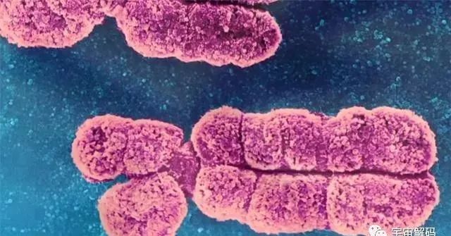 细胞、细胞核、DNA、染色体傻傻分不清？一张图搞明白