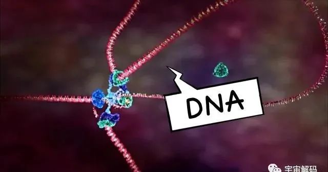 细胞、细胞核、DNA、染色体傻傻分不清？一张图搞明白