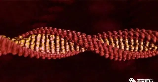 细胞、细胞核、DNA、染色体傻傻分不清？一张图搞明白
