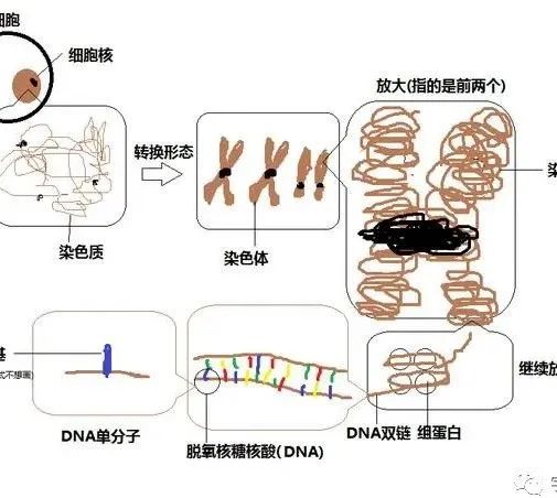 细胞、细胞核、DNA、染色体傻傻分不清？一张图搞明白