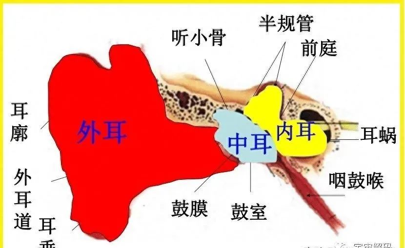 鱼有耳朵吗？