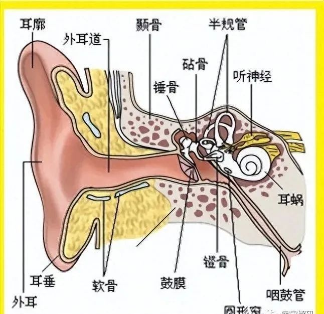 鱼有耳朵吗？