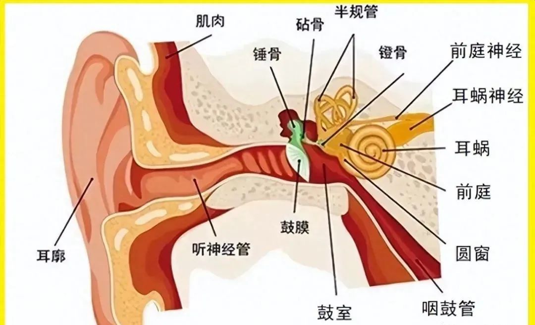 鱼有耳朵吗？