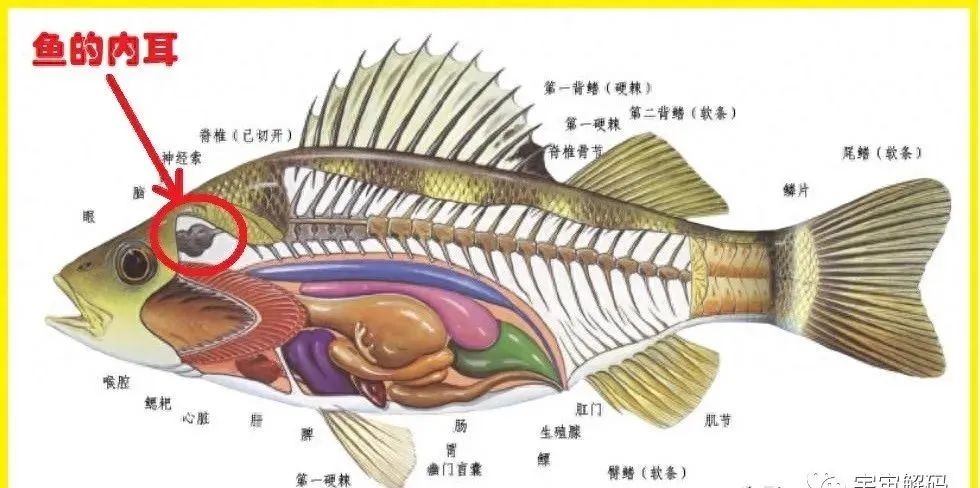 鱼有耳朵吗？