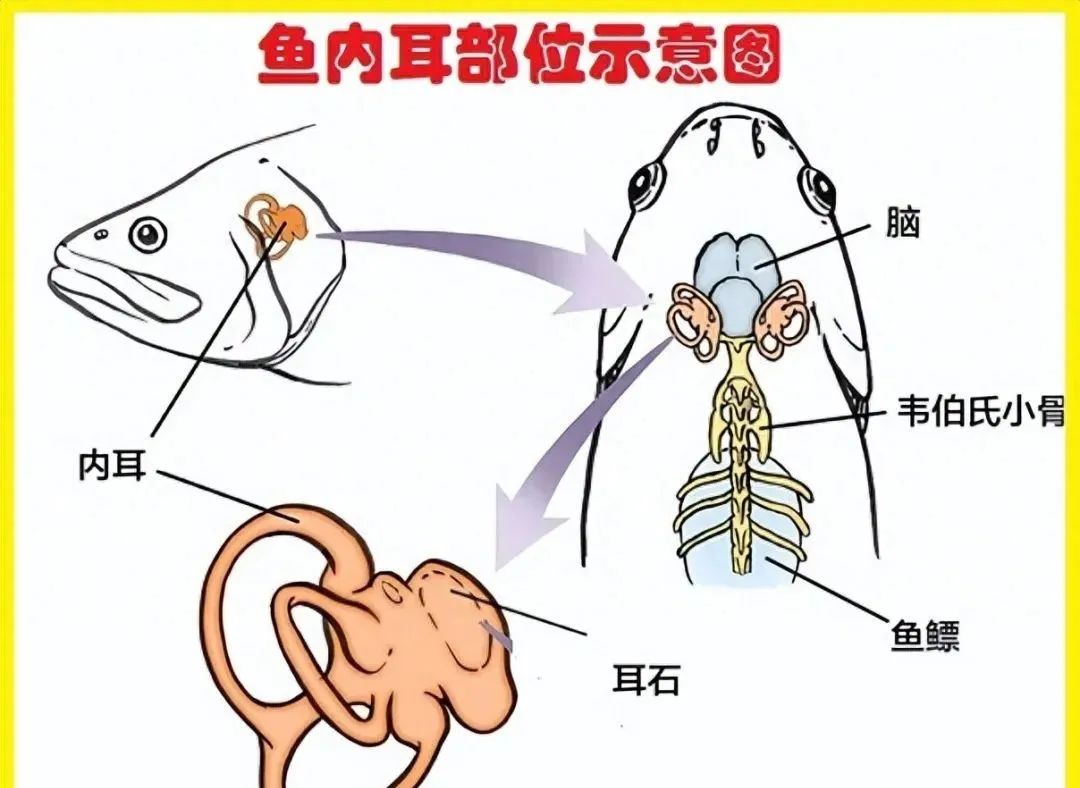 鱼有耳朵吗？