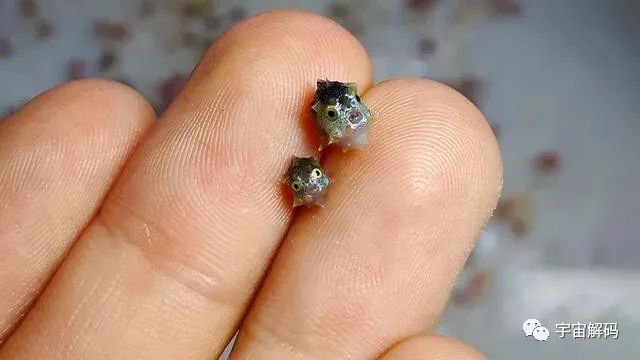 神奇的海中生物，刚出生还没有指甲盖大，长大后会变成5.5米