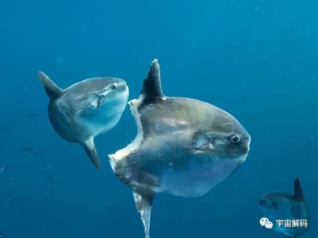 神奇的海中生物，刚出生还没有指甲盖大，长大后会变成5.5米