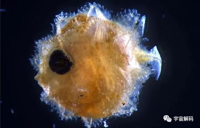 神奇的海中生物，刚出生还没有指甲盖大，长大后会变成5.5米