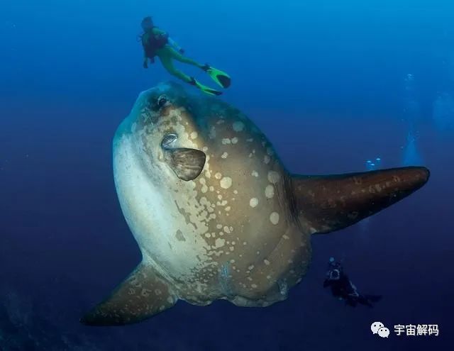 神奇的海中生物，刚出生还没有指甲盖大，长大后会变成5.5米