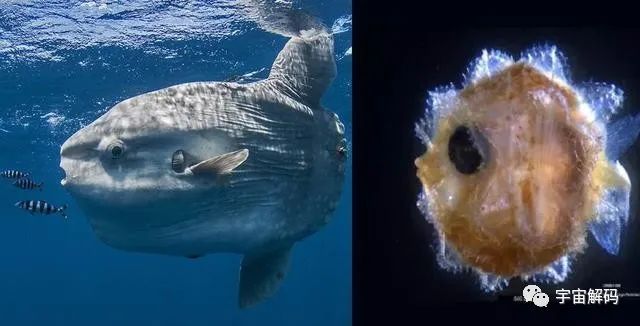 神奇的海中生物，刚出生还没有指甲盖大，长大后会变成5.5米