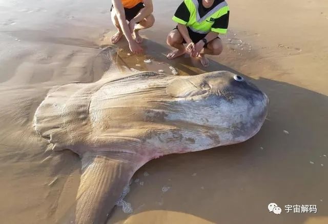 神奇的海中生物，刚出生还没有指甲盖大，长大后会变成5.5米