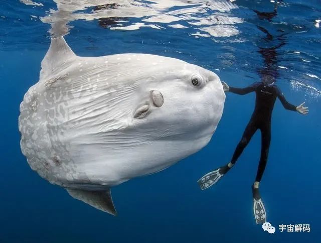 神奇的海中生物，刚出生还没有指甲盖大，长大后会变成5.5米