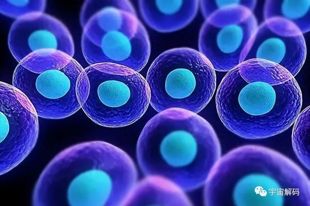 人死后，细胞竟然还能存活！它们会发生什么变化？