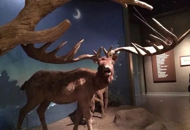 盘点你没听过的几种史前生物！