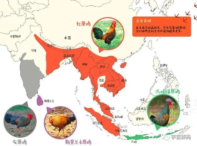 流浪狗，流浪猫，为什么没有流浪鸡？
