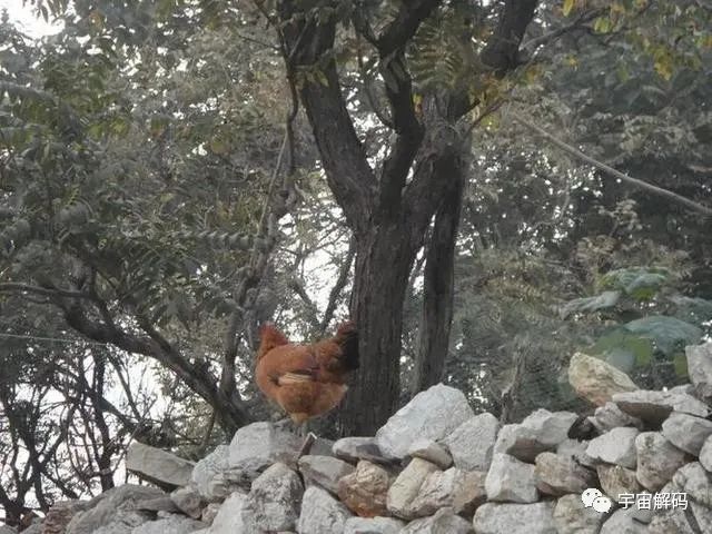 流浪狗，流浪猫，为什么没有流浪鸡？