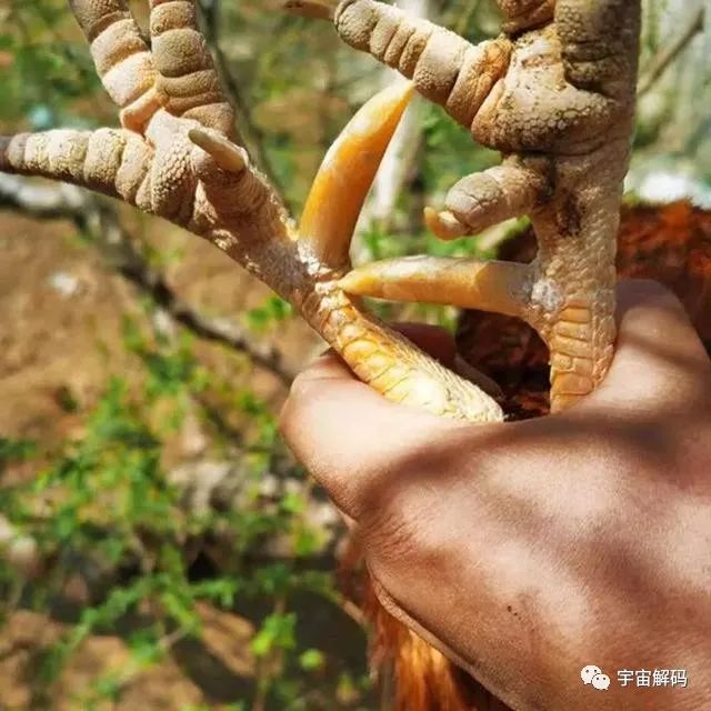 流浪狗，流浪猫，为什么没有流浪鸡？