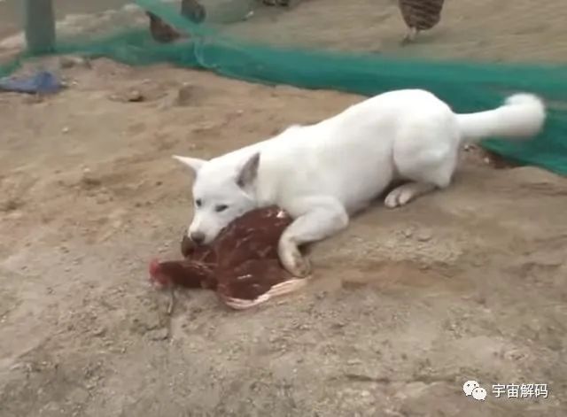 流浪狗，流浪猫，为什么没有流浪鸡？