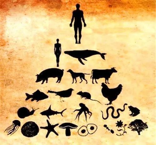 人类为什么没有进化出毒液？