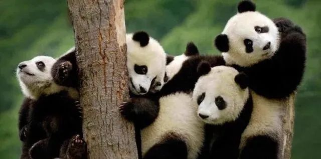 国外发现远古“大熊猫”化石，国宝起源于欧洲？