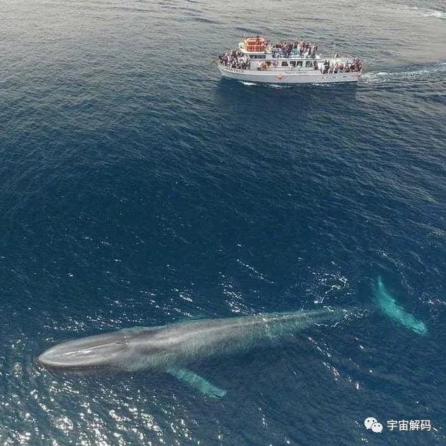 蓝鲸已经是巨无霸 但地球史上这个家伙更大