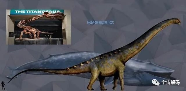 蓝鲸已经是巨无霸 但地球史上这个家伙更大