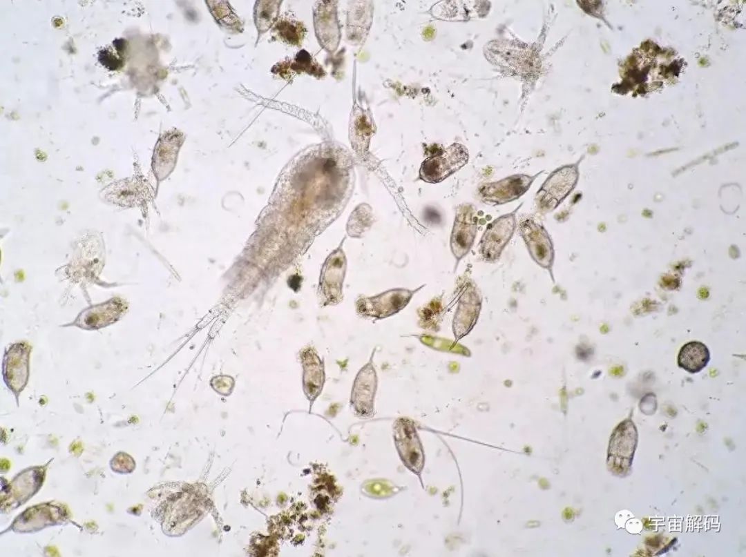 非洲“龙线虫”究竟有多恐怖？为何说它是人类为数不多的天敌之一