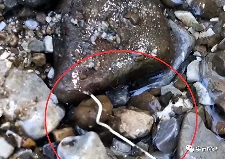 非洲“龙线虫”究竟有多恐怖？为何说它是人类为数不多的天敌之一