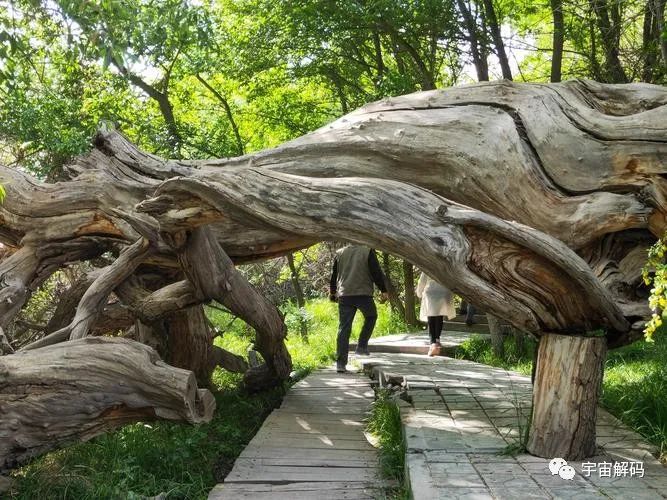 荒凉的戈壁滩中，千年神木是怎么活下来的