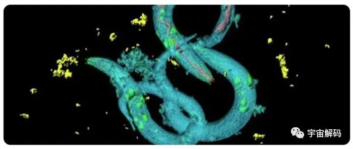 科学家成功复活永久冻土层中冰封4.6万年的蛔虫！潘多拉魔盒已打开