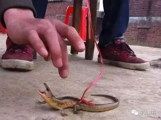 以前常见的猪婆蛇对人有害吗？为何如今很少见了？