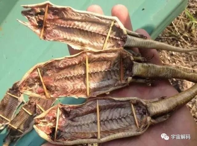以前常见的猪婆蛇对人有害吗？为何如今很少见了？