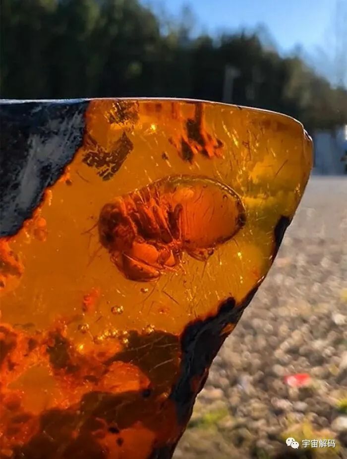 罕见的化石照，带你了解侏罗纪时代