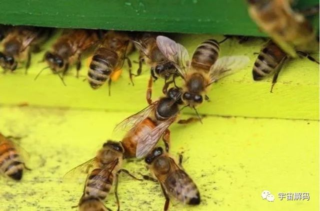 工蜂是蜂王一生的奴隶？错，有时候工蜂会将蜂王“暗杀”！