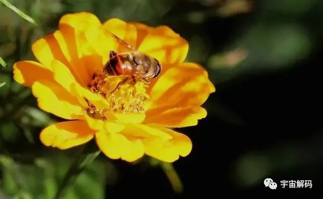 工蜂是蜂王一生的奴隶？错，有时候工蜂会将蜂王“暗杀”！