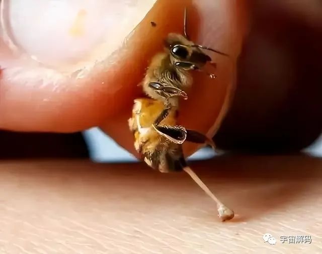 工蜂是蜂王一生的奴隶？错，有时候工蜂会将蜂王“暗杀”！