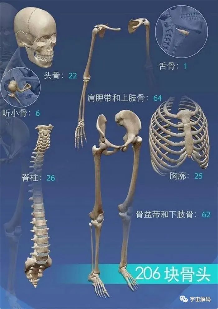 无利爪、无尖牙、无剧毒却站在食物链顶端的人类，拥有这4种大杀器
