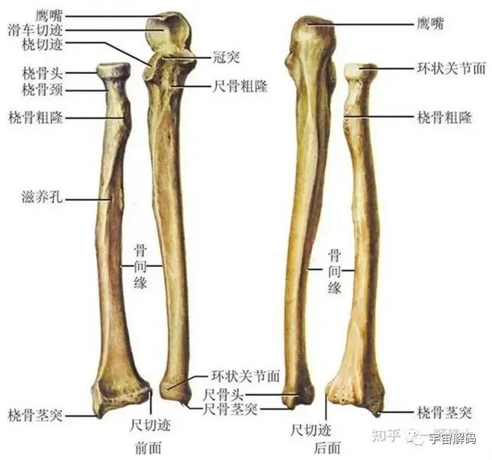 无利爪、无尖牙、无剧毒却站在食物链顶端的人类，拥有这4种大杀器